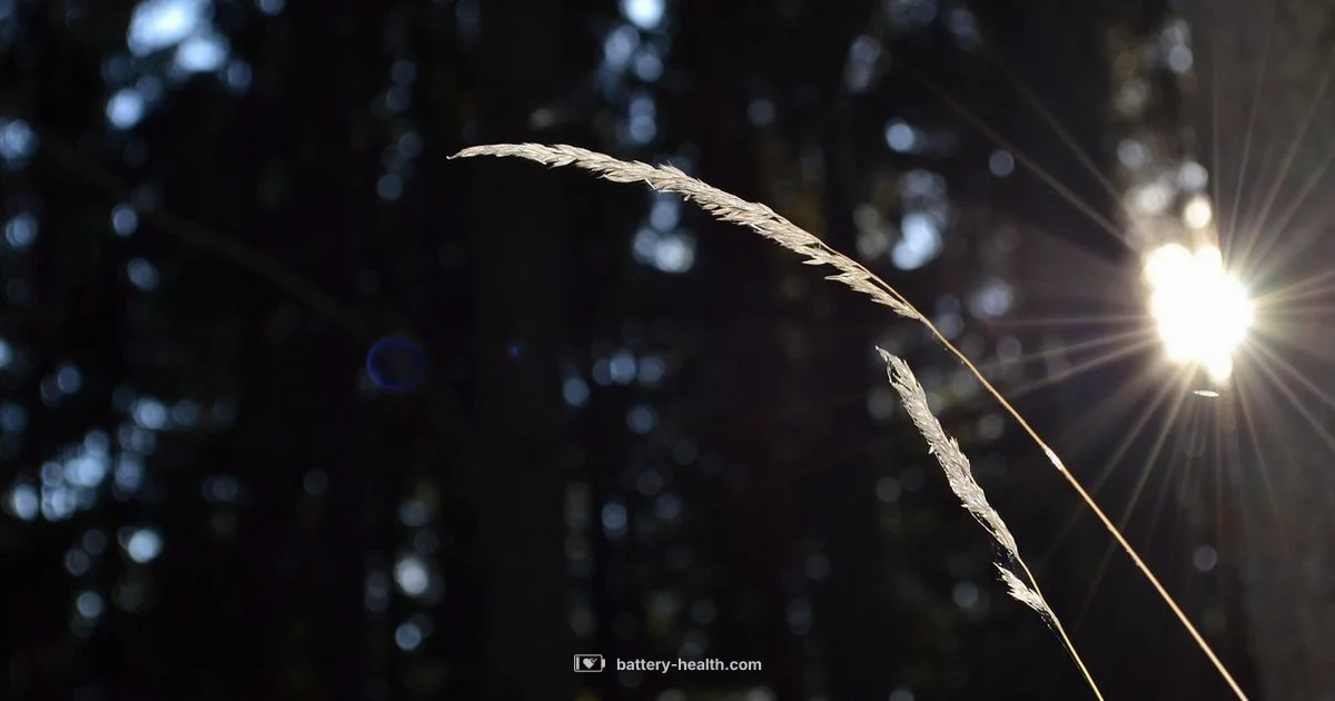 Battery Xmas Lights Battery Xmas Lights - Battery Health