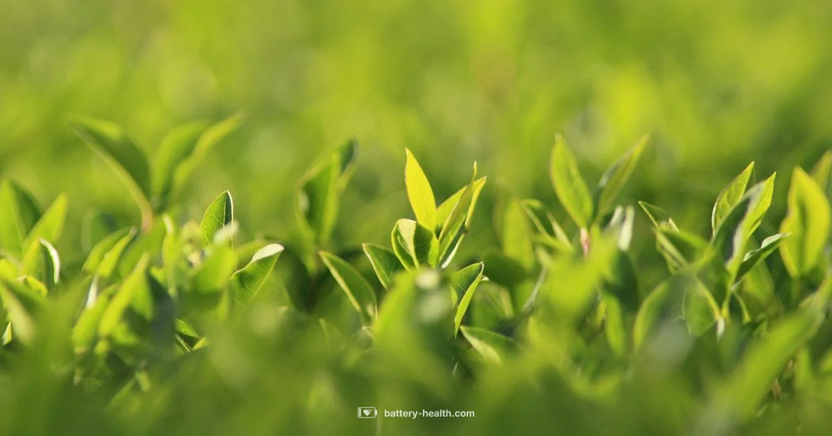 Stihl Battery Hedge Trimmer - Battery Health