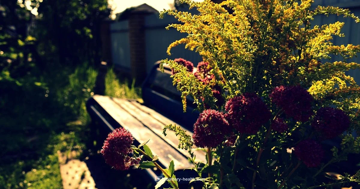 Battery Weed Eater Guide - Battery Health