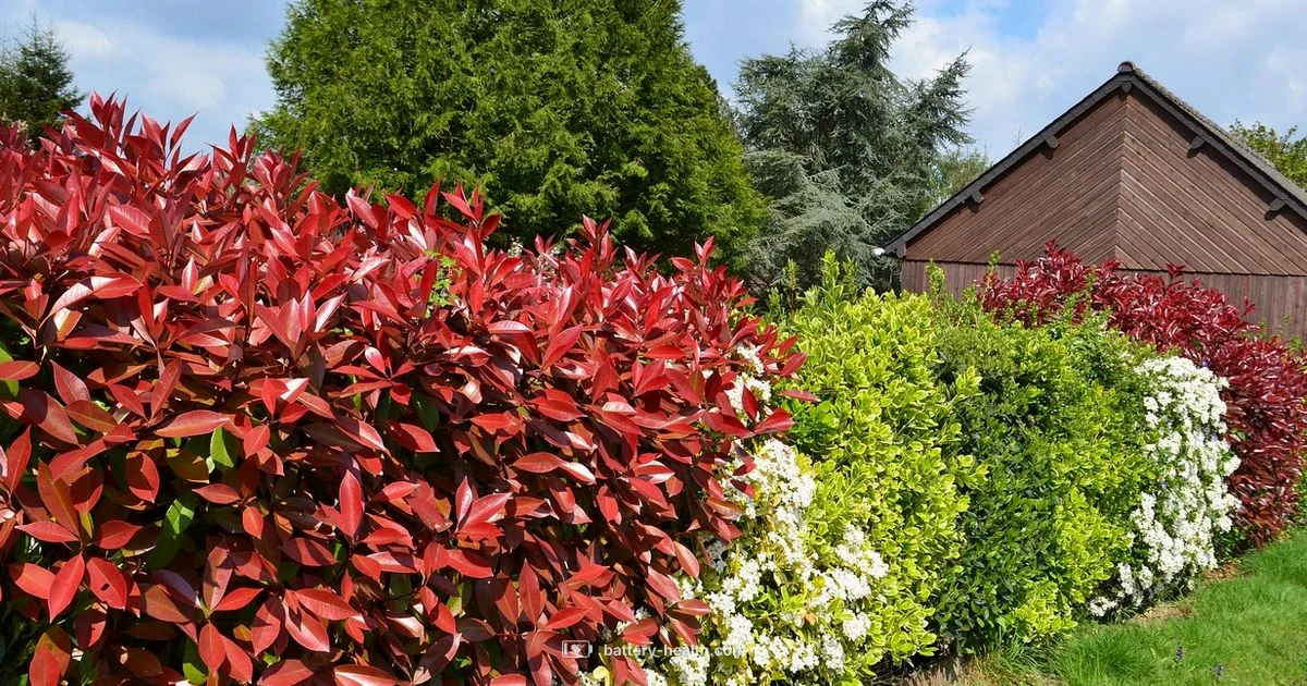 Cordless Hedge Trimmer Guide - Battery Health