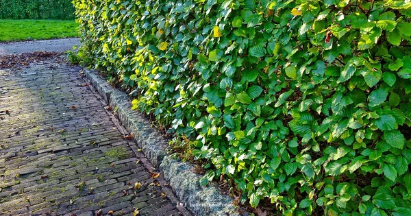 Cordless Hedge Clipper Guide - Battery Health