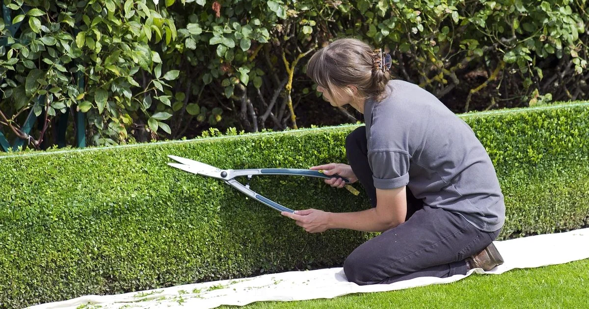 Stihl Cordless Hedge Cutter - Battery Health