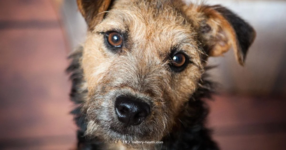 Lakeland Battery Guide - Battery Health